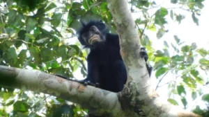 A Roaring Revelation in the Heart of Africa: New Primate Species Discovered in DRC’s Verdant Depths