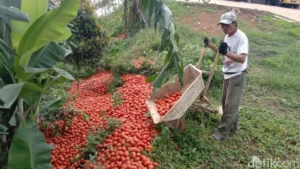 Bapanas Intervenes as Tomato Prices Collapse: A Strategic Move to Safeguard Farmer Livelihoods