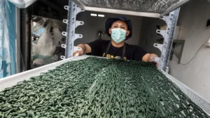 Melihat Spirulina Lokal Dikembangkan untuk Suplemen dan Kosmetik