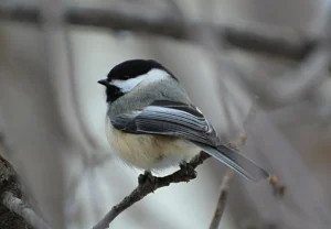 The Silent Skies: Understanding the Global Decline of North American Birds and the Rise of Citizen Science