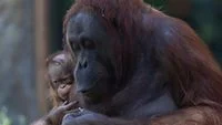 Crisis in the Canopy: Indonesian Authorities Race Against Climate Change to Save Bornean Orangutans