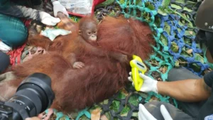 Escalating Drought Triggers Human-Wildlife Conflict: BKSDA Kalimantan Barat Rescues Orangutans in Ketapang