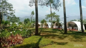 Escape to the Highlands: Discovering the Enchanted Pine Forests of Kebon Pines, Lembang