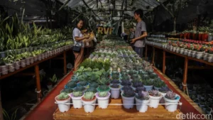Green Oasis in the Heart of the Capital: Flona 2026 Transforms Lapangan Banteng into a Botanical Haven