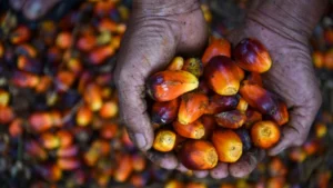Indonesia Adjusts Export Duties for August 2026: Palm Oil Softens While Cocoa Prices Skyrocket
