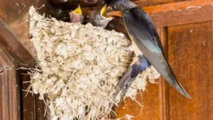 Indonesia’s "White Gold" Dominates Global Markets: A Deep Dive into the H1 2026 Bird’s Nest Export Performance