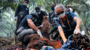 Silent Victim of the Haze: Orangutan Rescued from Ketapang Oil Palm Plantation Amidst Intensifying Forest Fires