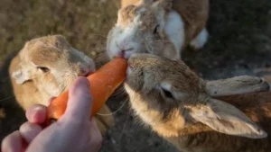 The Dark Side of Cuteness: How Overtourism is Turning Okunoshima into a Biological Battlefield