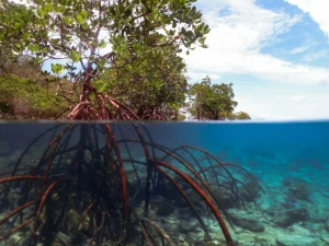 The Great Green Revival: A New Era for Earth’s Mangrove Forests