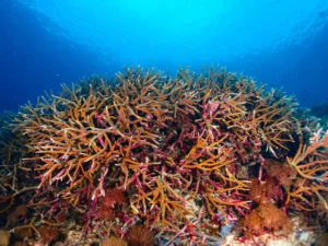 The Silent Crisis: How "Super El Niño" Events Are Pushing Global Biodiversity to the Brink