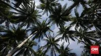 The Ubiquitous Coconut: Unraveling Its Indispensable Role in Indonesian Culinary Heritage