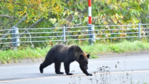 Tourist Injured in Bear Attack Near Lake Towada: A Wake-Up Call for Wildlife Safety in Rural Japan