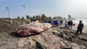 Tragedy at Batukaras: 1.5-Ton Whale Shark Found Dead After Beaching Incident