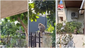 Urban Invasion: The Growing Conflict Between Wildlife and Residents in Bandar Lampung