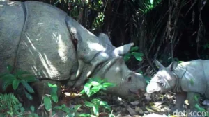 Beyond the Zoo: Why Global Travelers are Seeking Raw, Rare Wildlife Encounters