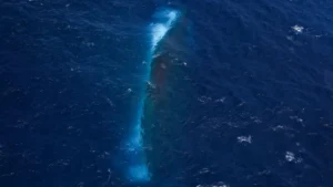 Heartbreak in the Java Sea: Rescue Teams Struggle to Retrieve Victims from Sunken KM Virgo Transport 8