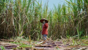Indonesia Accelerates Energy Sovereignty: The Roadmap to E20 Ethanol and the 2-Million-Hectare Land Expansion