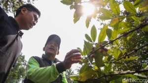 Jakarta’s Hidden Green Gold: The Rise of Urban Coffee Farming in Sangga Buana Forest