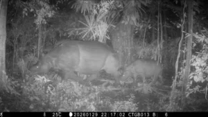 Safeguarding the Rare: Ujung Kulon National Park Confirms Javan Rhino Population Remains Unscathed by Anak Krakatau Eruptions