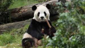 The Bamboo Ambassadors: China’s Panda Diplomacy Returns to Atlanta