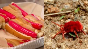 The Crimson Legacy: How a Historic Maine Hot Dog Maker Navigates the Shift to Insect-Derived Coloring