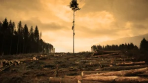 The Legislative Trojan Horse: Are Forest Management Riders Threatening Public Lands?