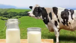 The Liquid Gold: Why Daily Milk Consumption Remains a Pillar of Modern Nutrition