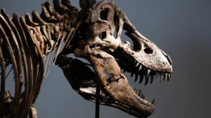 Unveiling the Ancient Thermostat: T. Rex Confirmed as Warm-Blooded Predator at 36°C