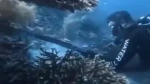 Zero Tolerance for Environmental Crime: Indonesian Government Cracks Down on Raja Ampat Poaching Incident
