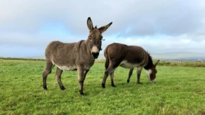 Debunking the Myth: Donkeys Revealed as Astute Survivors, Not "Stupid" Beasts
