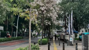 Jakarta’s Own "Sakura Season": The Enchanting Bloom of Tabebuia Trees in Cikini