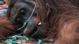 Kalimantan’s Burning Heart: A Devastating Toll on Iconic Wildlife