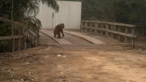 Silent Refugees: Orangutan Spotted Near Roadside in Central Kalimantan Amidst Habitat Loss