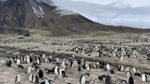 The Silent Crisis: Why Zavodovski Island’s Penguin Colony is Vanishing